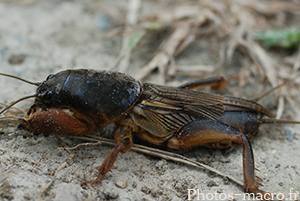 Gryllotalpa gryllotalpa